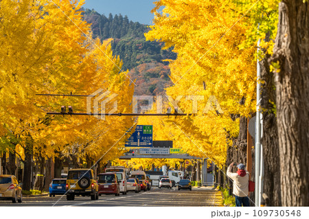 《東京都》八王子甲州街道沿い・黄金色のイチョウ並木 109730548