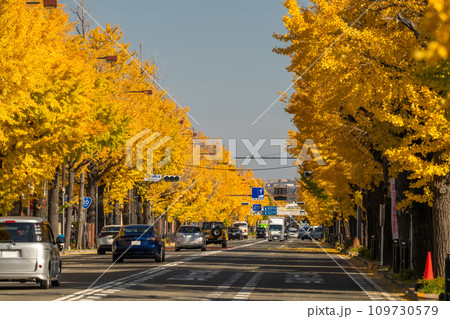 《東京都》八王子甲州街道沿い・黄金色のイチョウ並木 《東京都》八王子甲州街道沿い・黄金色のイチョウ並木 109730579