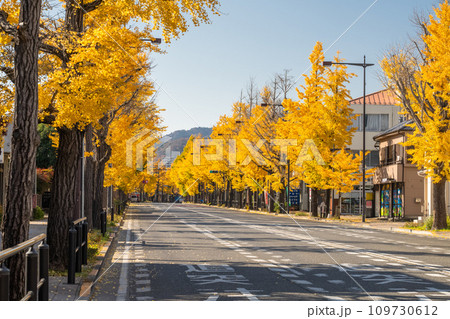《東京都》八王子甲州街道沿い・黄金色のイチョウ並木 《東京都》八王子甲州街道沿い・黄金色のイチョウ並木 109730612