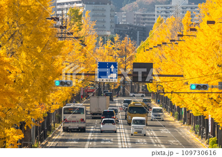 《東京都》八王子甲州街道沿い・黄金色のイチョウ並木 109730616