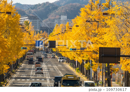 《東京都》八王子甲州街道沿い・黄金色のイチョウ並木 《東京都》八王子甲州街道沿い・黄金色のイチョウ並木 109730617