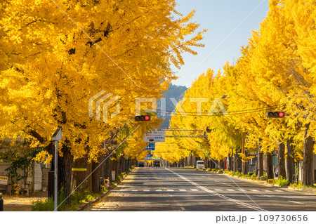 《東京都》八王子甲州街道沿い・黄金色のイチョウ並木 《東京都》八王子甲州街道沿い・黄金色のイチョウ並木 109730656