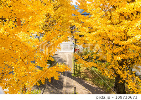《東京都》八王子甲州街道沿い・黄金色のイチョウ並木 109730673