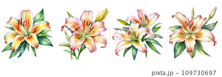 set of watercolor lily flower clipart on white background 109730697