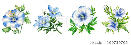 set of watercolor Nemophila flower clipart on white background 109730706