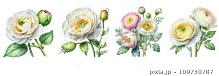 set of watercolor ranunculus flower clipart on white background set of watercolor ranunculus flower clipart on white background 109730707
