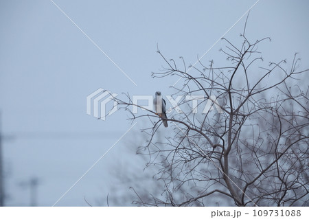 ハイイロチュウヒオス 109731088