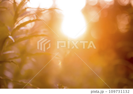Wildflowers and grass in a meadow in the bright golden light. Wildflowers and grass in a meadow in the bright golden light. 109731132