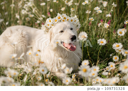 Daisies white dog Maremma Sheepdog in a wreath of daisies sits on a green lawn with wild flowers daisies, walks a pet. Cute photo with a dog in a wreath of daisies. 109731328
