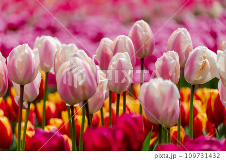 Pink tulips spring blossoming, bokeh flower background, pastel and soft floral card, selective focus Pink tulips spring blossoming, bokeh flower background, pastel and soft floral card, selective focus 109731432