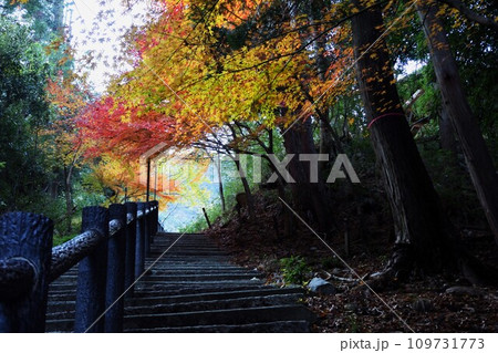 紅葉に包まれた参道の石段 紅葉に包まれた参道の石段 109731773