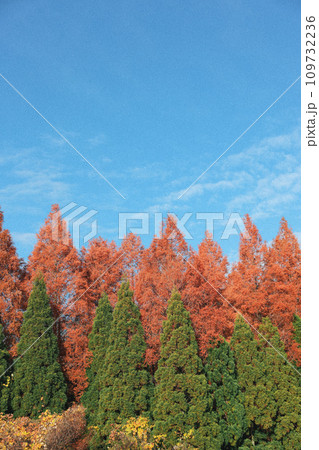 紅葉した木と青空 109732236