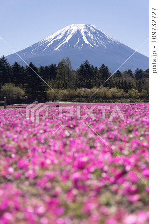 富士山と芝桜 109732727