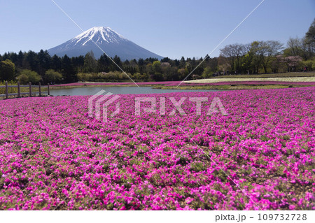 富士山と芝桜 109732728