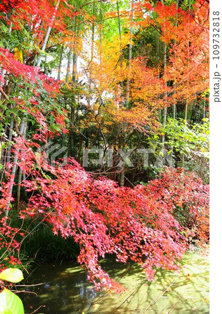 星厳寺紅葉 109732818