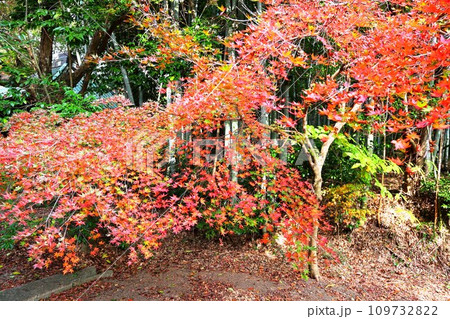 星厳寺紅葉 109732822