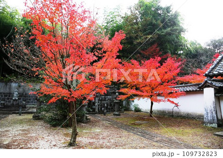 星厳寺紅葉 109732823