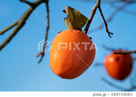 かき カキ 柿 109734065