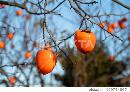 かき カキ 柿 109734067