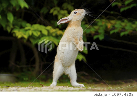 ニホンノウサギ 109734208