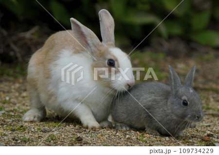 ニホンノウサギ 109734229