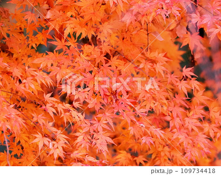 真っ赤な紅葉 109734418