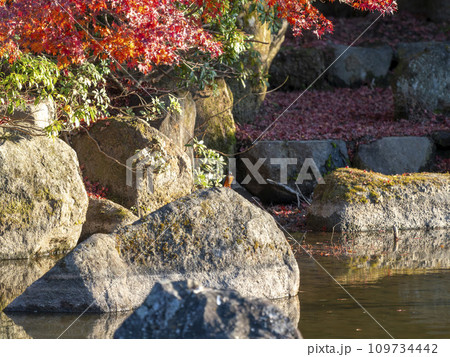 紅葉が美しい奈良公園の池と魚を加えたカワセミ 109734442