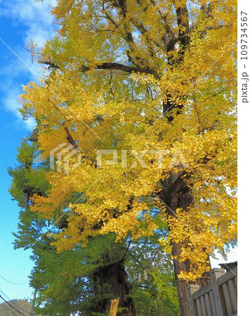 岩部八幡神社の銀杏2023【香川県高松市塩江町】12 109734567