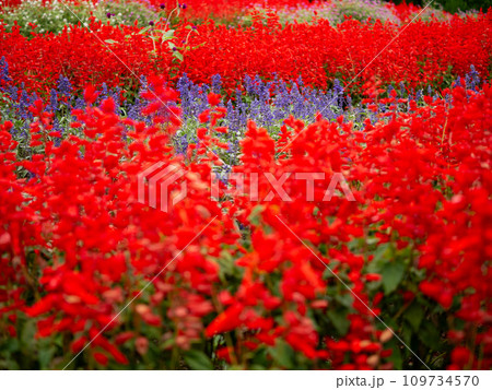 赤いサルビアの花 赤いサルビアの花 109734570