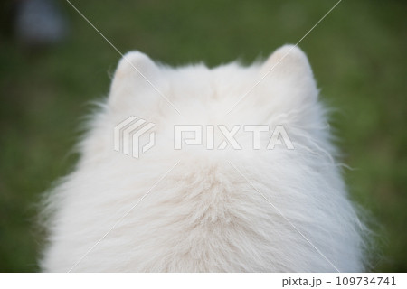 Samoyed white dog head close up rear view, back view 109734741