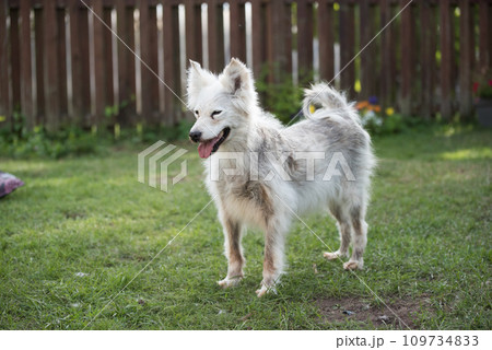 Alopecia disease Samoyed dog. Dermatitis and Itching of Dogs Alopecia disease Samoyed dog. Dermatitis and Itching of Dogs 109734833