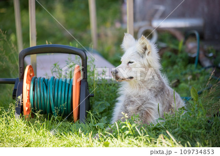 Alopecia disease Samoyed dog. Dermatitis and Itching of Dogs 109734853