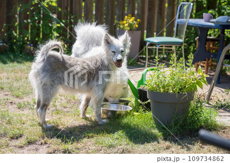 Alopecia disease Samoyed dog. Dermatitis and Itching of Dogs 109734862