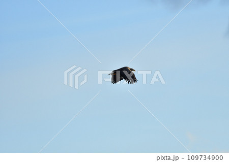 ワシ、羅臼の流氷、知床半島、北海道 109734900