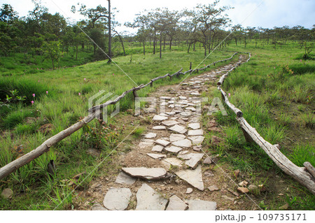 Forest path up to the hill in National Park 109735171