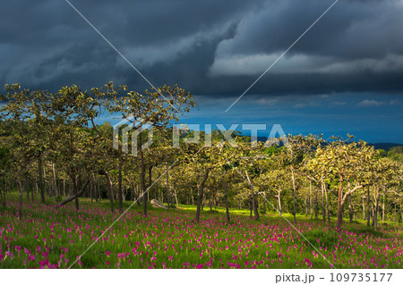Beautiful wild siam tulips blooming in the jungle at Chaiyaphum province, Thailand Beautiful wild siam tulips blooming in the jungle at Chaiyaphum province, Thailand 109735177