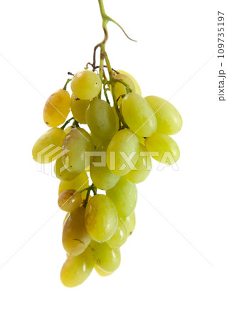 Bunch of organic green grapes isolated on white background. 109735197