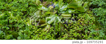 plants are predators. Insect Catcher Plant Botanical Garden. Dionaea muscipula 109735291