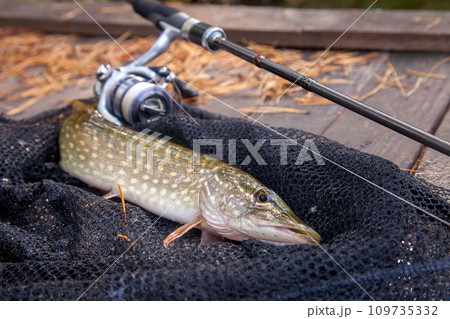 Freshwater pike and fishing equipment lies on landing net. Composition on wooden background with yellow leaves.. 109735332