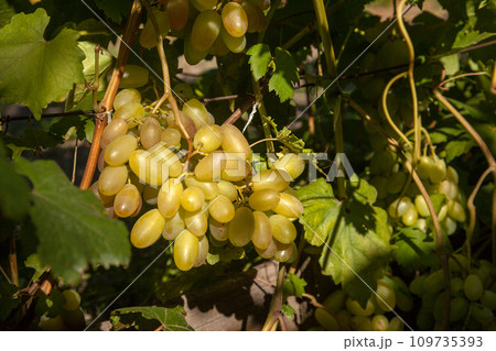 Bunch of green grapes in the garden. 109735393