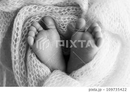 The tiny foot of a newborn baby. Soft feet of a new born in a wool blanket. Close up of toes, heels and feet of a newborn. Macro photography. Black and white The tiny foot of a newborn baby. Soft feet of a new born in a wool blanket. Close up of toes, heels and feet of a newborn. Macro photography. Black and white 109735422