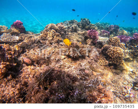 Underwater life of reef with corals and tropical fish. Coral Reef at the Red Sea, Egypt. 109735435