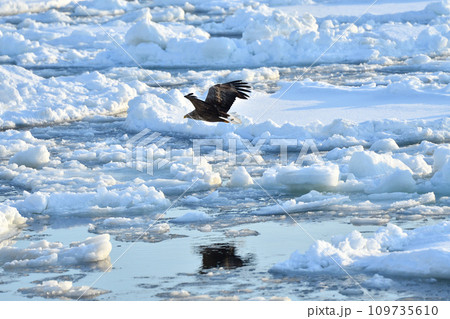 ワシ、羅臼の流氷、知床半島、北海道 109735610