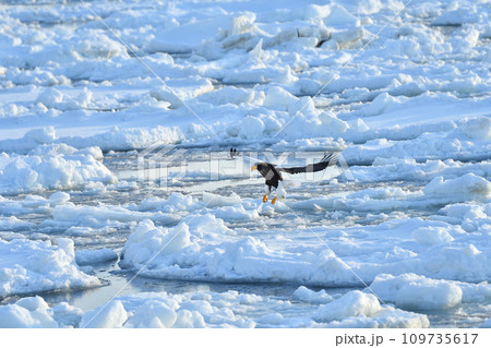 ワシ、羅臼の流氷、知床半島、北海道 ワシ、羅臼の流氷、知床半島、北海道 109735617