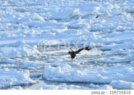 ワシ、羅臼の流氷、知床半島、北海道 109735618