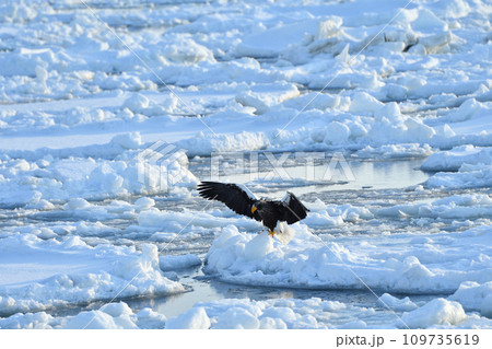 ワシ、羅臼の流氷、知床半島、北海道 109735619