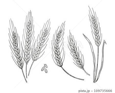 Set of hand drawn wheat ear spikes. Bakery food concept. Hand drawn sketch vector illustration Set of hand drawn wheat ear spikes. Bakery food concept. Hand drawn sketch vector illustration 109735666