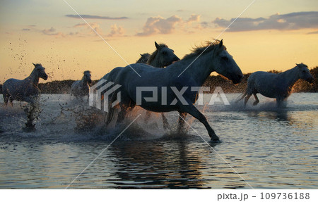 夕暮れに疾走する白馬 夕暮れに疾走する白馬 109736188