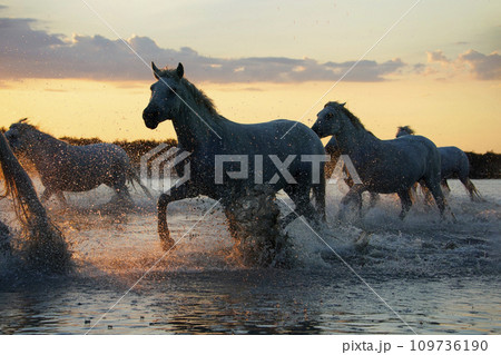 夕暮れに疾走する白馬 夕暮れに疾走する白馬 109736190