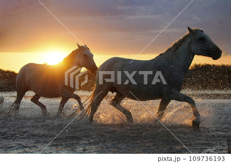 夕暮れに疾走する白馬 夕暮れに疾走する白馬 109736193